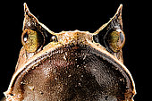 Long-nosed horned frog (Megophrys nasuta) on black background.