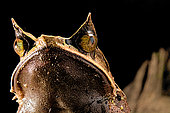 Long-nosed horned frog (Megophrys nasuta) on black background.