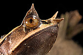 Long-nosed horned frog (Megophrys nasuta) on black background.