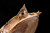 Long-nosed horned frog (Megophrys nasuta) on black background.