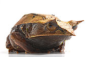 Long-nosed horned frog (Megophrys nasuta) on white background.