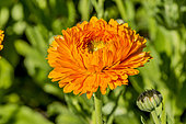 Calendula officinalis 'Pacific King Orange'
