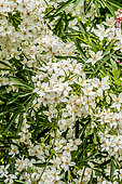 Choisya ternata 'Sundance'