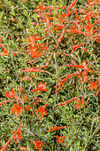 Zauschneria californica 'Ghostly Red'