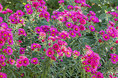 Aster novae-angliae 'Alma Pötschke'