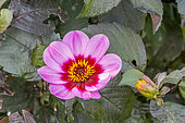 Dahlia 'Happy Single Wink' in bloom in a garden