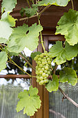 Vine in front of the window of a house, summer, Alsace, France