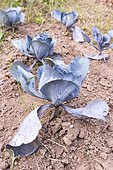 Red cabbage in a kitchen garden, summer, Moselle, France