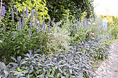 Mixed-border composée de sauge, menthe et echinacea, été, Moselle, France