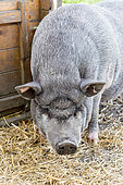 Grey domestic pig in a pigsty, Pas-de-Calais, France