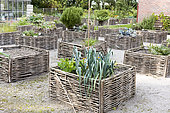 Vegetables growing in square foot gardens with hazel wood weave