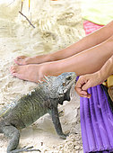 Common Iguana (Iguana iguana) looking for food and tourists, Club Med beach, Saint Anne, Guadeloupe