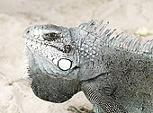 Portrait of Common Iguana (Iguana iguana), Club Med beach, Saint Anne, Guadeloupe