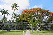 Hotel "Club Med" of Saint Anne, its beach is considered one of the beautiful beaches of Guadeloupe, Flamboyant tree in the foreground, French West Indies
