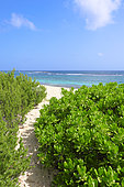 Vegetation contributing to the setting of sand near the beach of Grandes Salines, Pointe aux Chateaux, Grande Terre, Guadeloupe, French West Indies