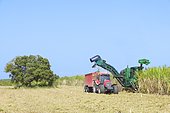 Mechanical harvesting of sugar cane at the main land of Port Louis, Guadeloupe