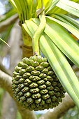 Fruit of the Common screwpine (Pandanus utilis) . The fruit is edible and the tree allows many uses: basketry, roofing ... Botanical Garden Deshaies, Guadeloupe