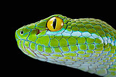Large-eyed Pit Viper (Trimeresurus macrops) portrait of male on black background.