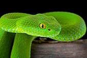 Large-eyed Pit Viper (Trimeresurus macrops) portrait of female on black background.