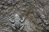 Young Common Midwife Toad (Alytes obstetricans) trapped in a deep hole dug in the ground and which he can not ascend, Auvergne, France
