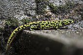 Marbled Newt (Triturus marmoratus) female in the stairs leading to the cellar of a house near a pond after the rain in spring, Auvergne, France