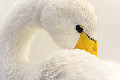 Whooper Swan (Cygnus cygnus) in migration on the Opal Coast in Picardy, France