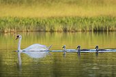 Mute Swan (Cygnus olor) female followed by her three chicks on a bourbonnais bocage pond on a spring evening. Auvergne, France