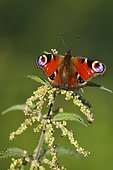 Camberwell Beauty (Aglais io) on its host plant in a wet area in spring, Auvergne, France