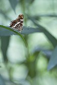 Map Butterfly (Araschnia levana) second generation on Aster leaves in a private garden of the bourbonnais bocage, Auvergne, France