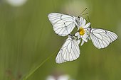 Black-veined whites (Aporia crataegi) on a flower of daisy in a wet meadow in spring, Auvergne, France