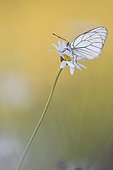 Black-veined white (Aporia crataegi) on a flower of daisy in a wet meadow in spring, Auvergne, France