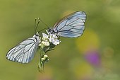 Black-veined white (Aporia crataegi) couple on a flower of Sneezewort (Achillea ptarmica) in a wet meadow in spring, Auvergne, France