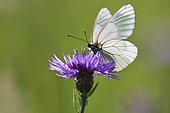 Black-veined white (Aporia crataegi) on a flower of meadow knapweed in a wet meadow in spring, Auvergne, France