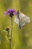 Black-veined white (Aporia crataegi) mating on a flower of meadow knapweed in a wet meadow in spring, Auvergne, France