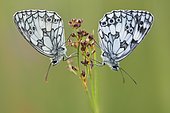 Marbled white (Melanargia galathea) couple in a wet area of the bourbonnais bocage in June, Auvergne, France