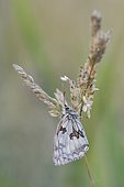 Marbled white (Melanargia galathea) female on a grass on a summer evening in a wet meadow, Auvergne, France