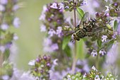 Tachinid fly (Peleteria varia) on a stem of wild Thyme in a meadow of biological pasture of the bourbonnais grove in summer, Auvergne, France