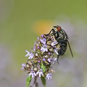 Flesh fly (Sarcophaga carnaria) on a stem of wild Thyme in a meadow of biological pasture of the bourbonnais grove in summer, Auvergne, France