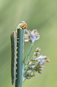 Larvae of rush sawfly (Dolerus ferrugatus) or false caterpillars feeding on a rod at the edge of a small pond in the Allier in spring, Auvergne, France