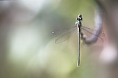 Green emerald damselfly (Lestes viridis) male on a twig in the bourbonnais bocage, Auvergne, France