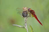 Scarlet Dragonfly (Crocothemis erythraea) a spring evening in a wet meadow, Auvergne, France