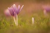 Autumn Crocus (Colchicum autumnale) in a sheep grazing at the end of summer in Allier, France
