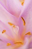 Close-up on the heart of an Autumn crocus (Colchicum autumnale), an important station in a meadow of the Bourbonnais bocage in Allier, France