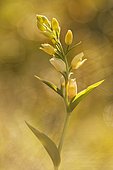 White Helleborine (Cephalanthera damasonium) on a raised mountain trail in the Drôme in the spring. la France