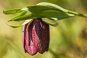 Fritillary (Fritillaria tubiformis) lying after a violent storm of spring in a mountain of the Drôme, France