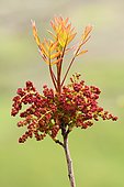 Terebinth (Pistacia terebinthus) in inflorescence with young leaves in spring, France