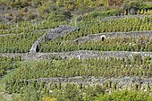Vineyard in terraces with shelter integrated in the retaining wall in dry stones, Côtes d'Auvergne, Boudes, Auvergne