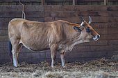 Aubrac cow in shelter in a stable. France