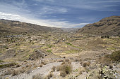 Cultures andines traditionnelles en terrasses, Vallée du Rio Colca, environs de Maca, Région d'Arequipa, Pérou