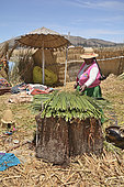Lake Titicaca, native Aymara preparing reeds, floating lake village of Islas de los Uros, Puno, Puno Region, Peru